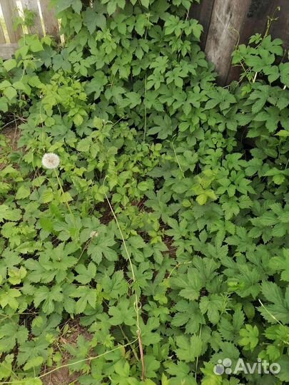 Хмель, откопаю куст