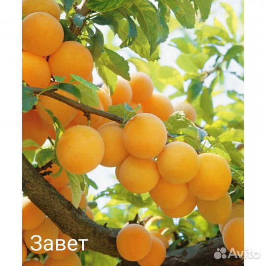 Сливы саженцы