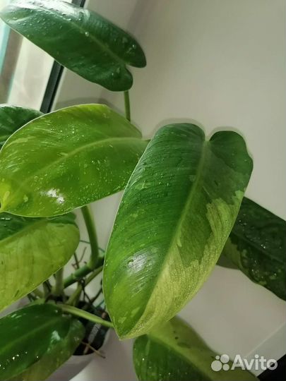 Филодендрон Хосе Буэно(Имбе Вайт Марбл)