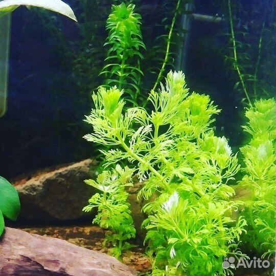 Подросший малек гуппи(пол видно),растения см фото