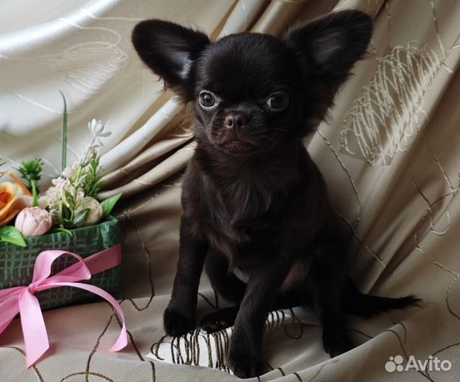 Чихуахуа - хочу такую