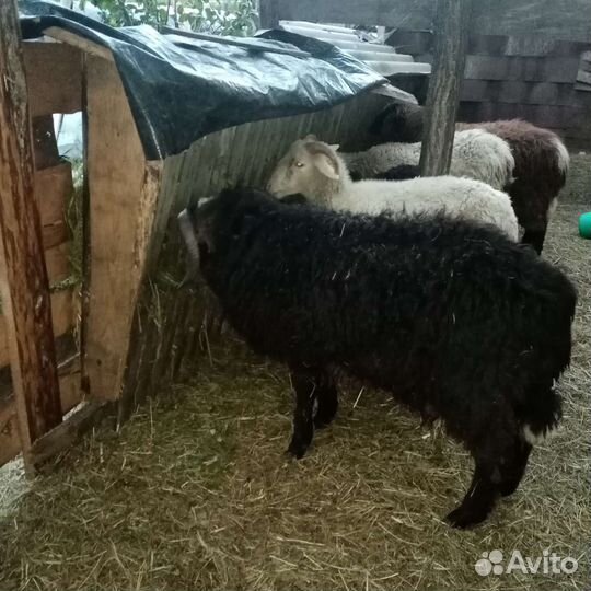 Овцы бараны ягнята
