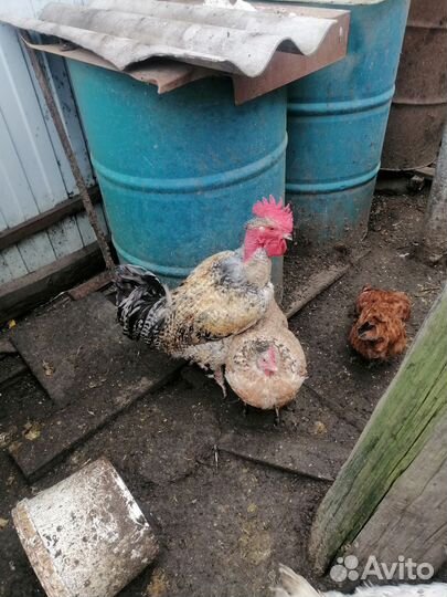 Куры молодки домашние