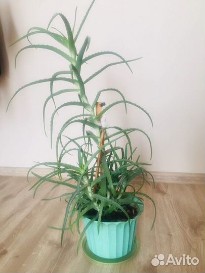 Алоэ столетник 4 года