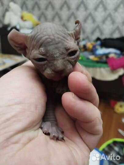 Сфинкс Эльф