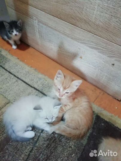 Котята в добрые руки бесплатно