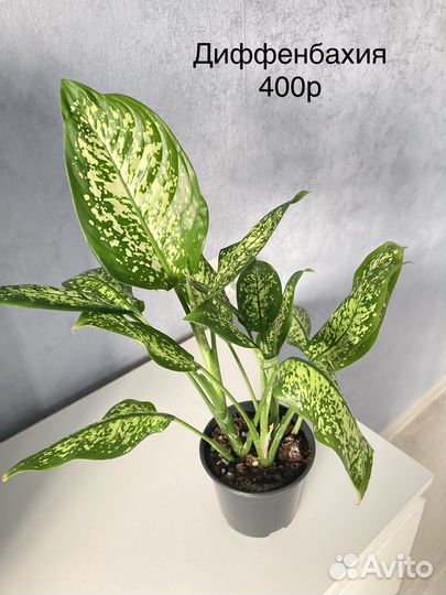 Сансевиерия аглаонема каладиум диффенбахия