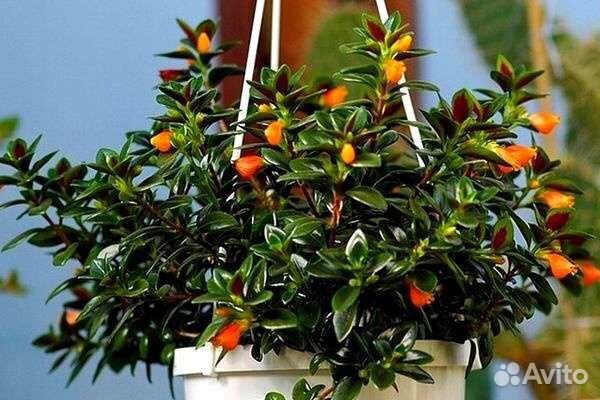 Гипоцирта – золотая рыбка, нематантус