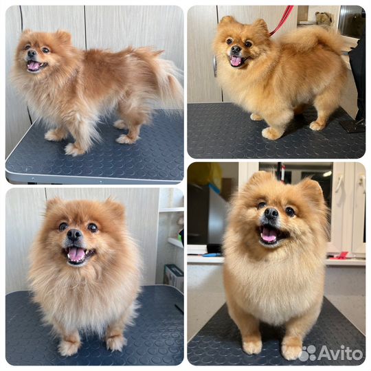 Грумер стрижка собак