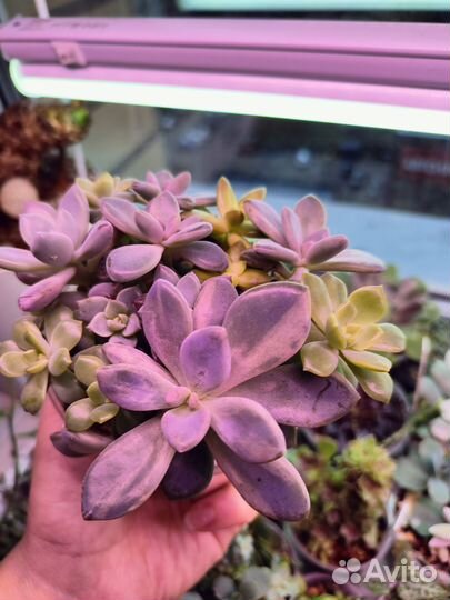 Букет из суккулентов