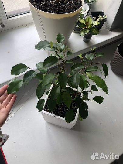 Фикус бенджамина