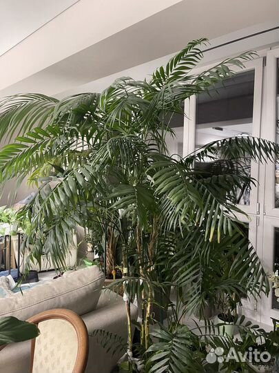 Пальма Хамедорея изящная