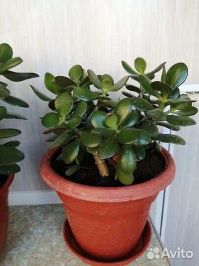 Денежное дерево толстянка. Возможен торг