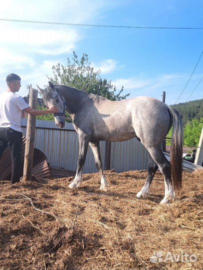 Продам жеребца «Орловский Возраст 2 г