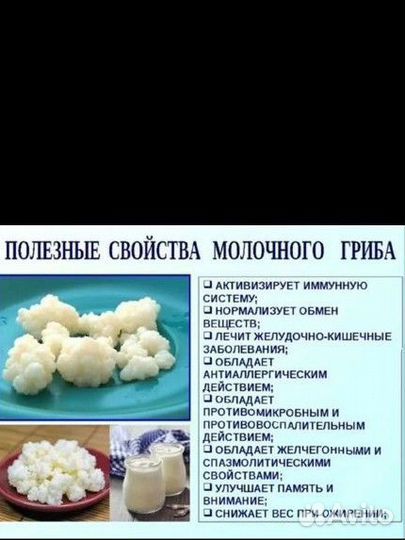 Кефирный(Тибетский) гриб