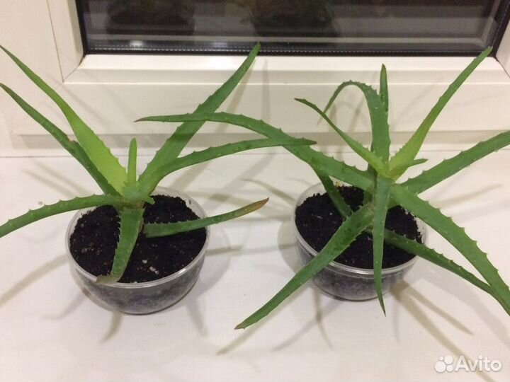 Алоэ цветок лечебный