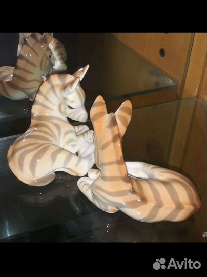 Зебреныш лфз