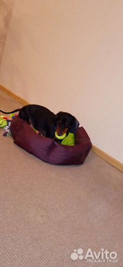 Передержка собак в домашних условиях