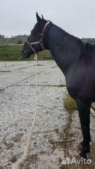 Лошади жеребец