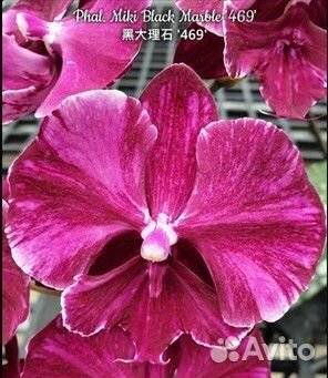 Орхидея фаленопсис