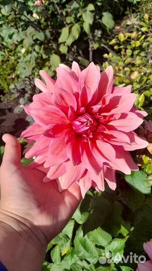 Георгины клубни