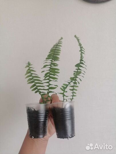 Папоротник нефролепис
