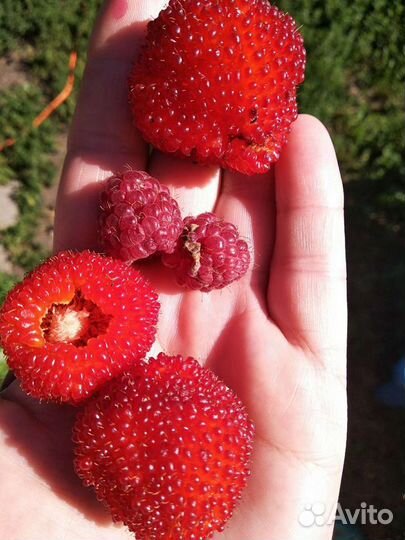 Малина тибетская, саженцы