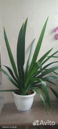 Комнатное растение Неомарика