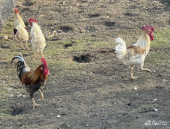 Молодые петухи
