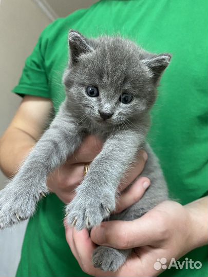 Вислоухая кошка