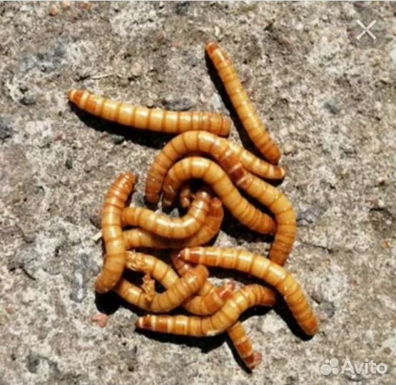 Зофобас, мучной червь