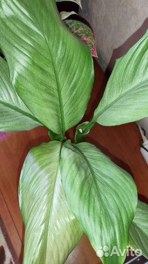 Спатифиллум Спит Милк(Пролитое молоко)