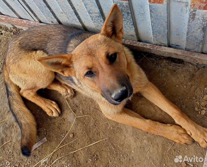 Собака в добрые руки