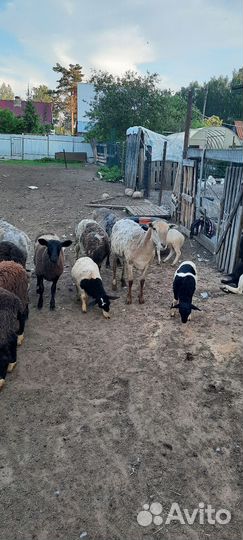 Овцы бараны ягнята
