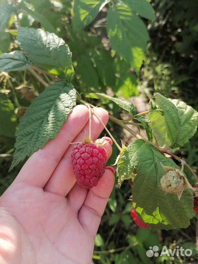 Ремонтантная малина