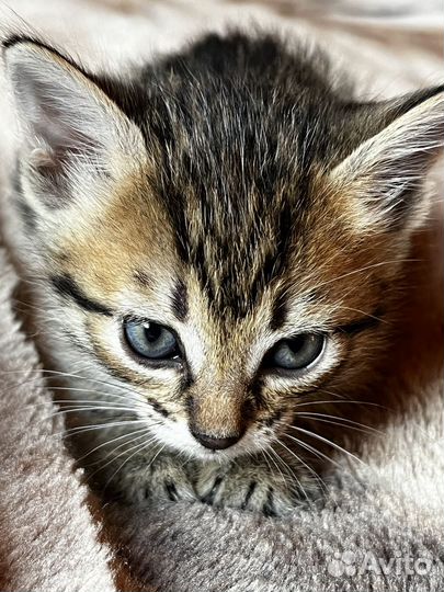 Котенок девочка 1 месяц