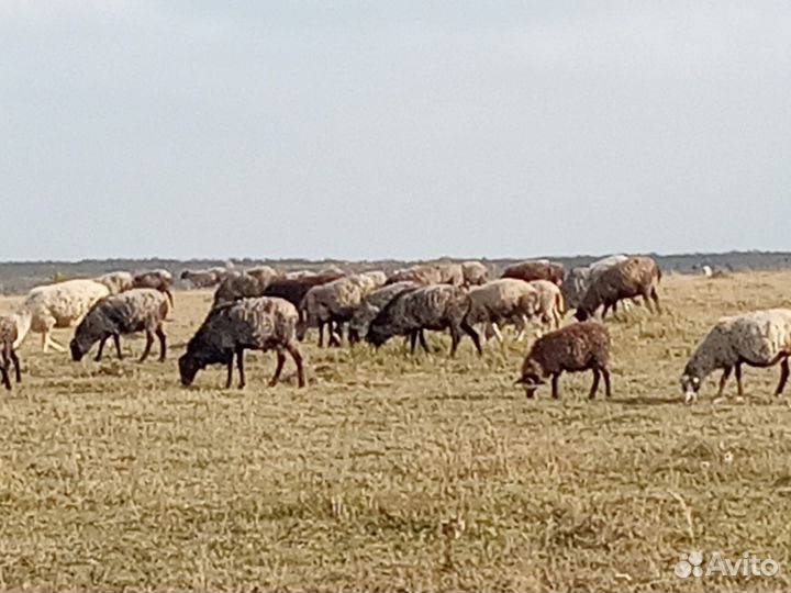 Овцы, бараны, матки, ягнята