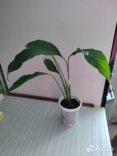 Спатифиллум, замиокулькас