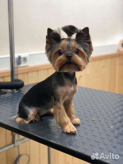 Стрижка собак и кошек. Чистка зубов. Тримминг