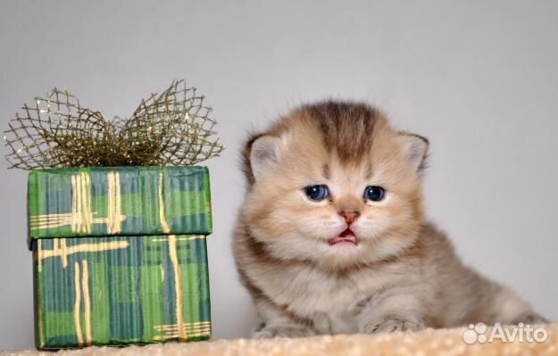 Клубные британские малыши