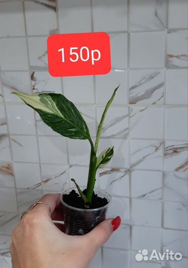 Комнатные цветы