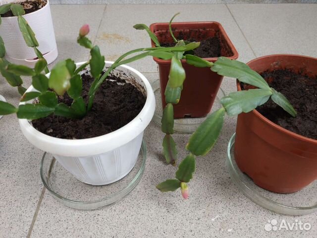 Цветок декабрист