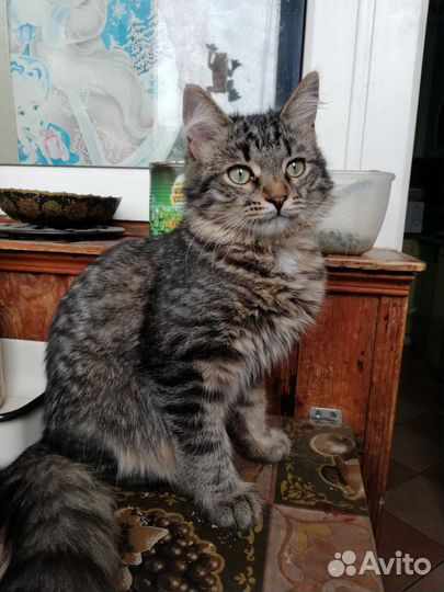 Мудрейший котик Соломон в добрые руки