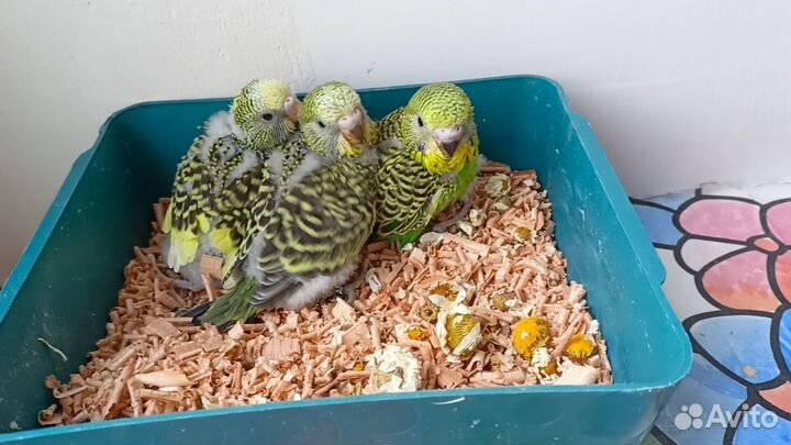 Удобные гнездовые домики для попугайчиков