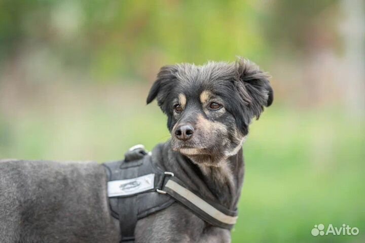 Собака в добрые руки метис