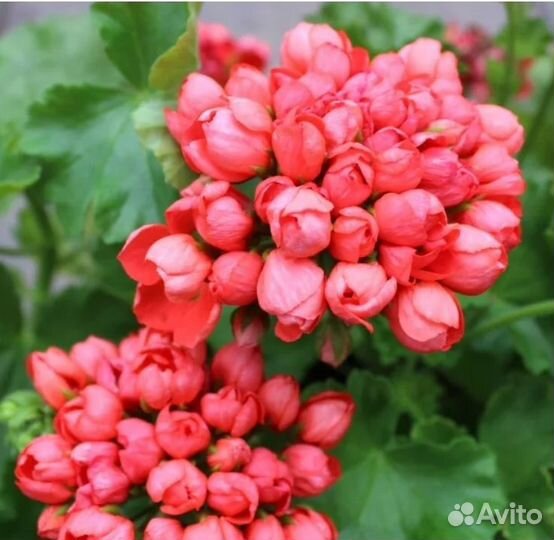 Red Pandora пеларгония