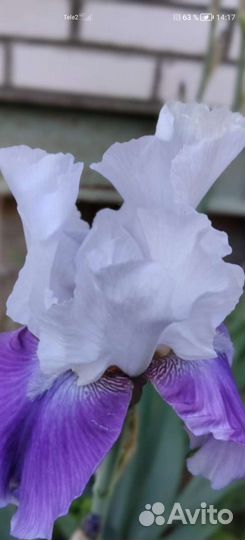 Ирис