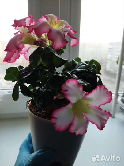 Адениум барашек