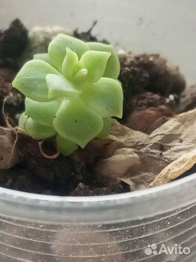 Lola суккулент