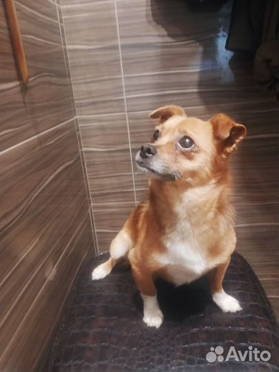 Маленькая собачка в добрые руки мальчик